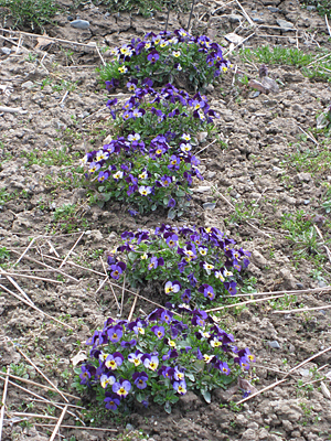 pansy unmulched